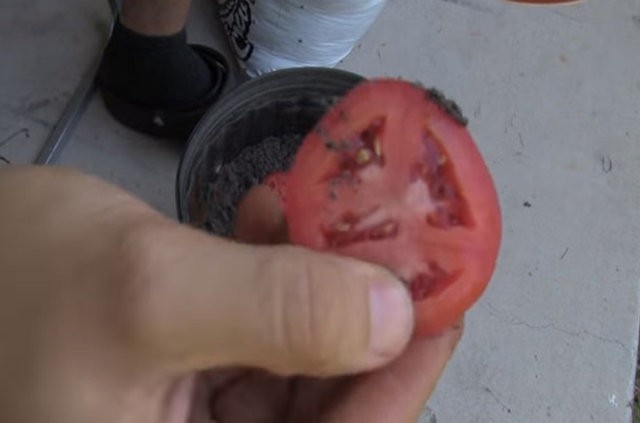 Saksıya domates dilimi koyarsanız
