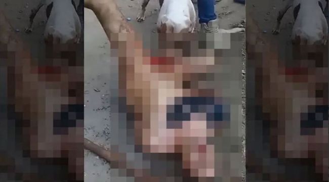 Tecavüzcünün cinsel organını Pitbulla parçalattılar