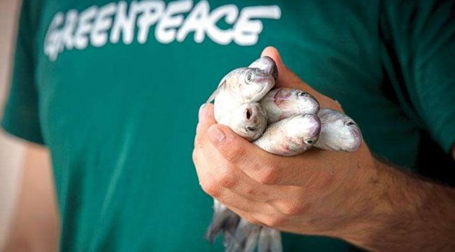 Greenpeace'in çarpıcı raporu: Balık diye bakın ne yiyoruz