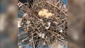 Belediye ekipleri yavru güvercinleri kurtardı