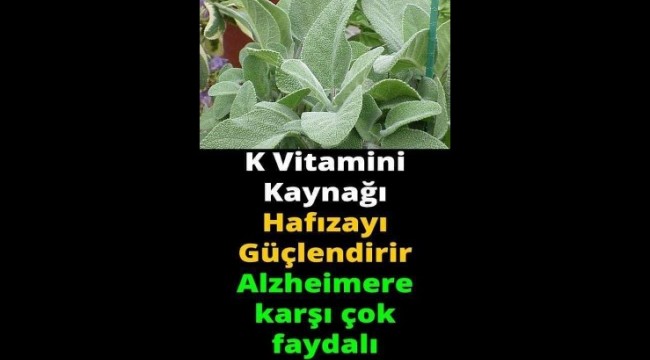 K Vitamini Kaynağı Adaçayı Faydaları