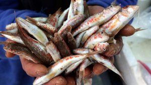 Karadeniz'de balık avı azaldı