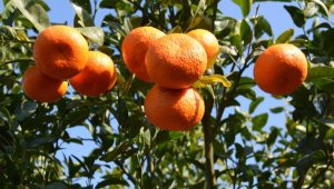 Kumluca'da ilkbaharda da mandalina üretilecek
