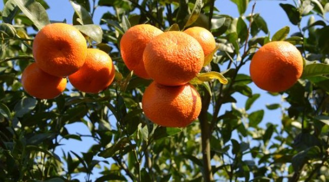 Kumluca'da ilkbaharda da mandalina üretilecek
