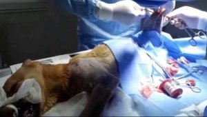 Otomobil çarpmasıyla bacakları kırılan köpeğe tedavi