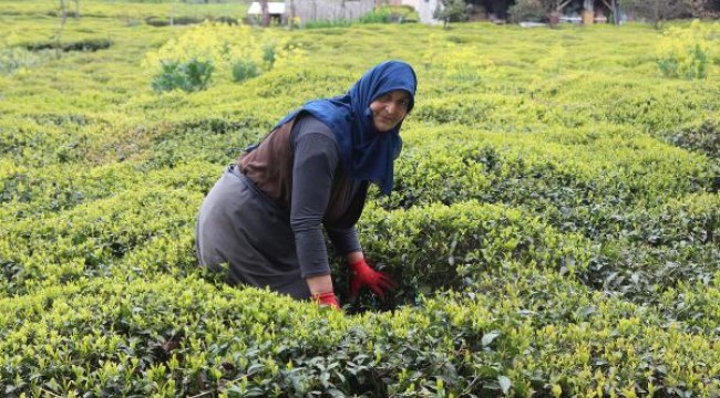 50 bin üreticinin gelemeyeceği çay hasadına formül aranıyor