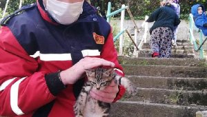 Boruda sıkışan yavru kedi kurtarıldı