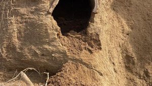 Bozcaada'da 1500 yıllık kiremit mezar ortaya çıktı 