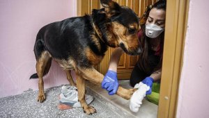 Evde beslenen hayvanlarda virüse karşı şampuan ve sabunlu önlem