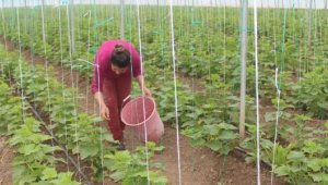 Iğdırlı çiftçiler, koronavirüse rağmen üretime devam ediyor
