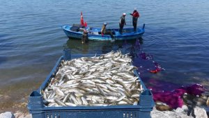 İznik Gölü'nde gümüş balığı bolluğu