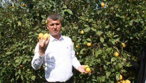 Limon üreticileri, ihracatın başlamasını istiyor