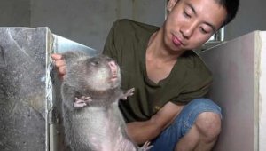 Salgının başladığı Çin'den en çok tüketilen vahşi hayvana yasak geldi