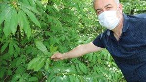 Ana vatanı Çin olan gal arısı, kestane ağaçlarına zarar veriyor