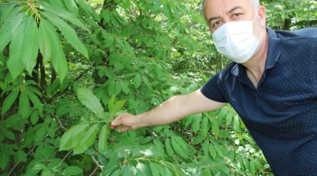 Ana vatanı Çin olan gal arısı, kestane ağaçlarına zarar veriyor