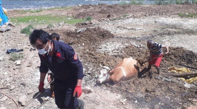 Balçığa giren inek 1 saatte kurtarıldı