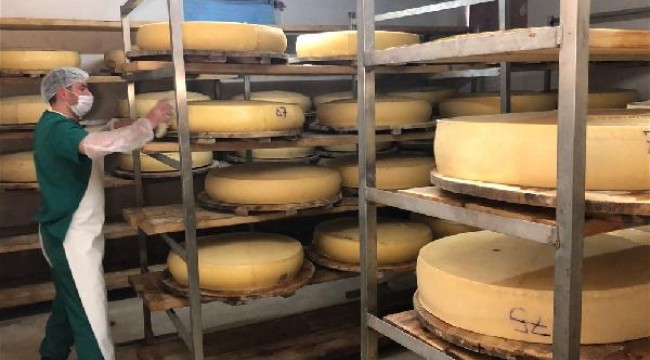 Kars'ta dünyaca ünlü gravyer peynirinin üretimine başlandı