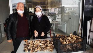 Kurutulmuş kuzugöbeği mantarı, 800 liraya satılıyor