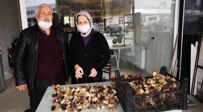 Kurutulmuş kuzugöbeği mantarı, 800 liraya satılıyor