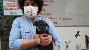 Mahallede köpek beslemesine karşı çıktıkları hayvansever kadına saldırdılar