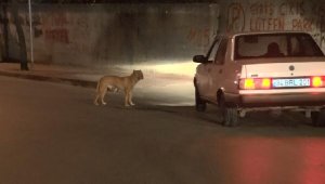 Sultangazi'de başıboş köpek korkusu devam ediyor