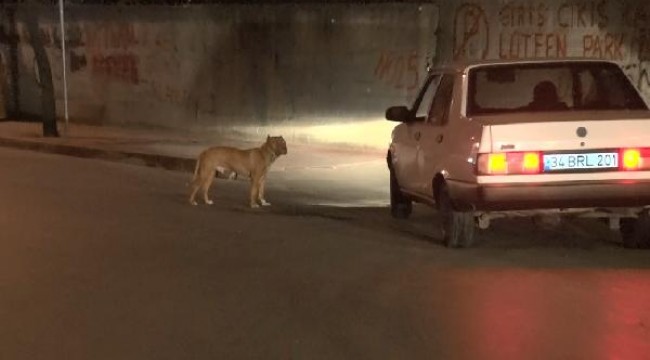 Sultangazi'de başıboş köpek korkusu devam ediyor