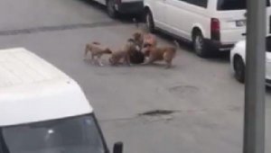 Sultangazi'de sokak köpekleri işe giden kadına saldırdı
