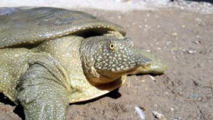 Adıyaman'da nesli tükenmekte olan Fırat kaplumbağası bulundu
