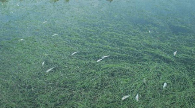 Andırın'da toplu balık ölümleri endişe yarattı