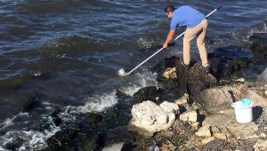 Küçükçekmece Gölü'ndeki balık ölümleri araştırılıyor