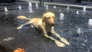 Sokak köpeği süs havuzunda serinledi