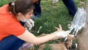 Tokat'ta 5 yavru köpek ölmek üzereyken bulundu