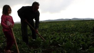 Tokat'ta tarımda mevsimlik işçiler ön planda