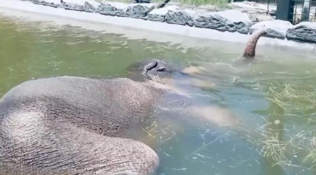 ABD'de filin havuz keyfi binlerce kez izlendi