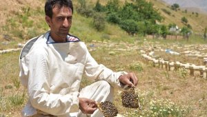 Bitlis'te üretilen ana arılara Türkiye'nin bir çok ilinden talep var