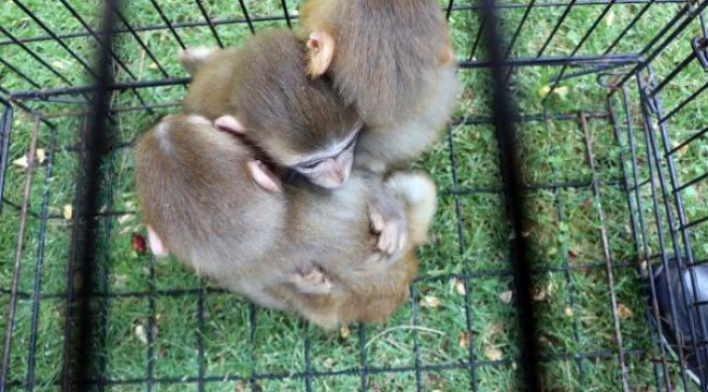 Down sendromlu yavru maymun, kardeşlerinden ayrılamıyor