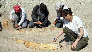 Kayseri'de kazı çalışmaları yeniden başladı; 7,5 milyon yıllık 2 fosil daha bulundu