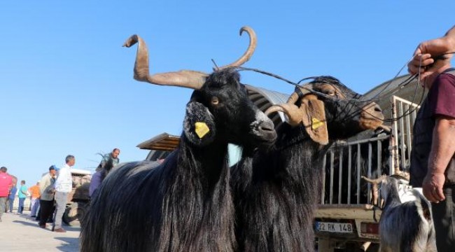 Kurban pazarında burma boynuzlu keçiye talep arttı