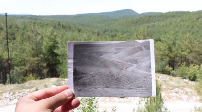 Sinop'taki Çorak Arazi 40 Yılda Ormana Dönüştürüldü