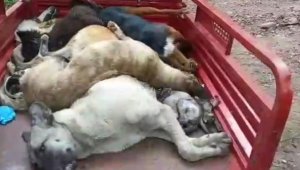 Sokak hayvanlarının diri diri gömüldükleri iddiasına idari soruşturma