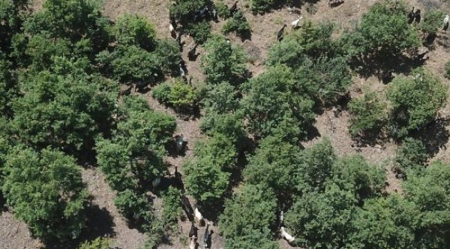 Uykuya dalınca kaybolan 93 keçisi 3 gün sonra bulundu
