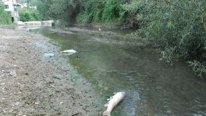 Bartın Irmağı'ndaki balık ölümleri, endişe yarattı