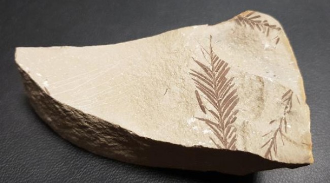 Beydağları'nda 65 milyon yıllık bitki fosili