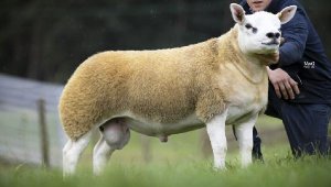İskoçya'da dünyanın en pahalı koyunu 3 milyon 603 bin TL'ye satıldı