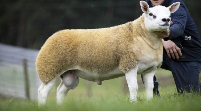 İskoçya'da dünyanın en pahalı koyunu 3 milyon 603 bin TL'ye satıldı