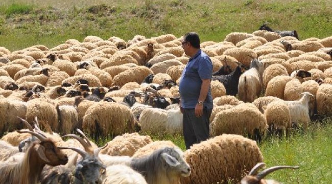 TÜDKİYEB: Türkiye koyun sütü üretiminde dünya birincisi
