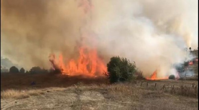 Kandıra'da orman yangını