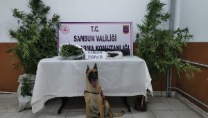 Samsun'da narkotik köpeği 'Ozon'la uyuşturucu operasyonu: 18 gözaltı