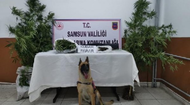 Samsun'da narkotik köpeği 'Ozon'la uyuşturucu operasyonu: 18 gözaltı