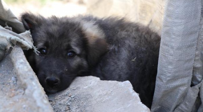 Van'da 5 köpeğin ölümünde zehirlenme şüphesi